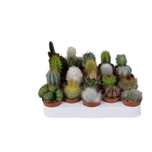 10 x Mixed Cactus Plants in 5.5cm Pots – Easy-Care Indoor Succulents