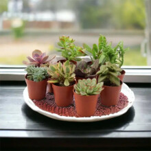 Succulents Mixed Pack of 10 in 5.5cm Pots - Easy Care Indoor Houseplants