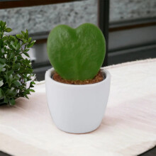 (Ceramic White) Hoya Kerrii Heart Shaped Succulent Plant 6cm Pot – Easy Care Plant