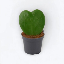 (No Container) Hoya Kerrii Heart Shaped Succulent Plant 6cm Pot – Easy Care Plant