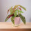 (No Container) Begonia Maculata - Polka Dot Begonia 12cm Pot 4