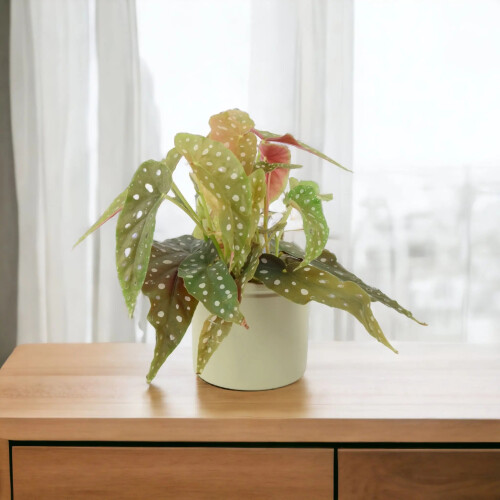 (No Container) Begonia Maculata - Polka Dot Begonia 12cm Pot 2
