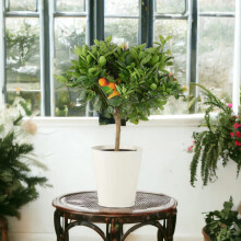 (Metal Cream Vertical Line) Citrus Calamondin Orange Tree - Compact Fruiting Tree for Home and Garden