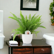 Boston Fern in White Ceramic Pot – Air-Purifying, Pet-Friendly Plant Gift for Small Spaces