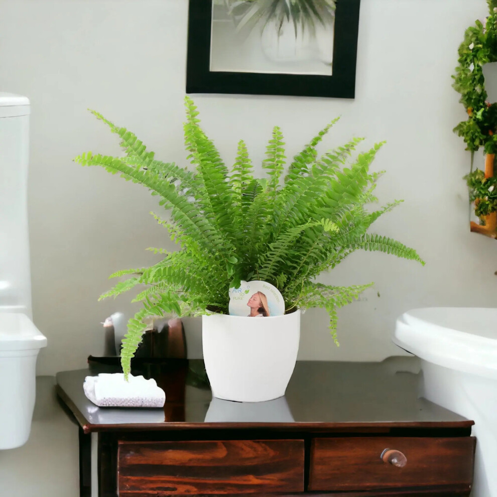 Boston Fern in White Ceramic Pot – Air-Purifying Gift for Plant Lovers