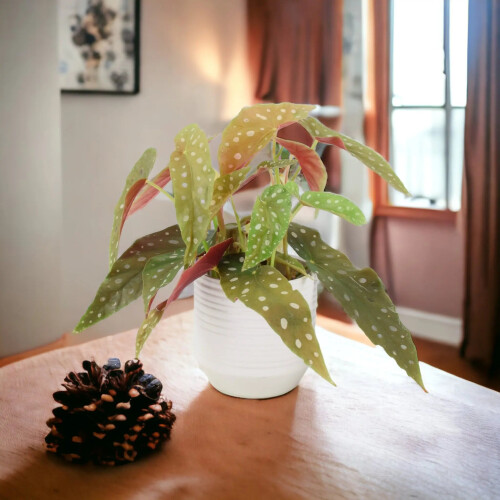 (No Container) Begonia Maculata - Polka Dot Begonia 12cm Pot 1