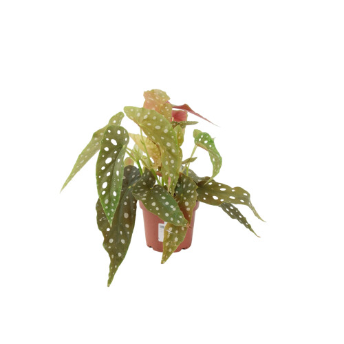 (No Container) Begonia Maculata - Polka Dot Begonia 12cm Pot