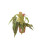 (No Container) Begonia Maculata - Polka Dot Begonia 12cm Pot 5