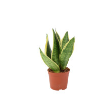 (No Container) Sansevieria Superba in 12cm Pot | Air-Purifying Snake Plant for Low Light Spaces