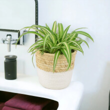(Basket White Two Tone) Chlorophytum Spider Plant 12cm - Air Purifying Hanging Basket Plant