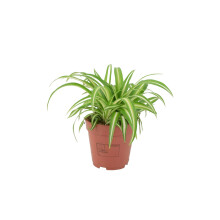 (No Container) Chlorophytum Spider Plant 12cm - Air Purifying Hanging Basket Plant