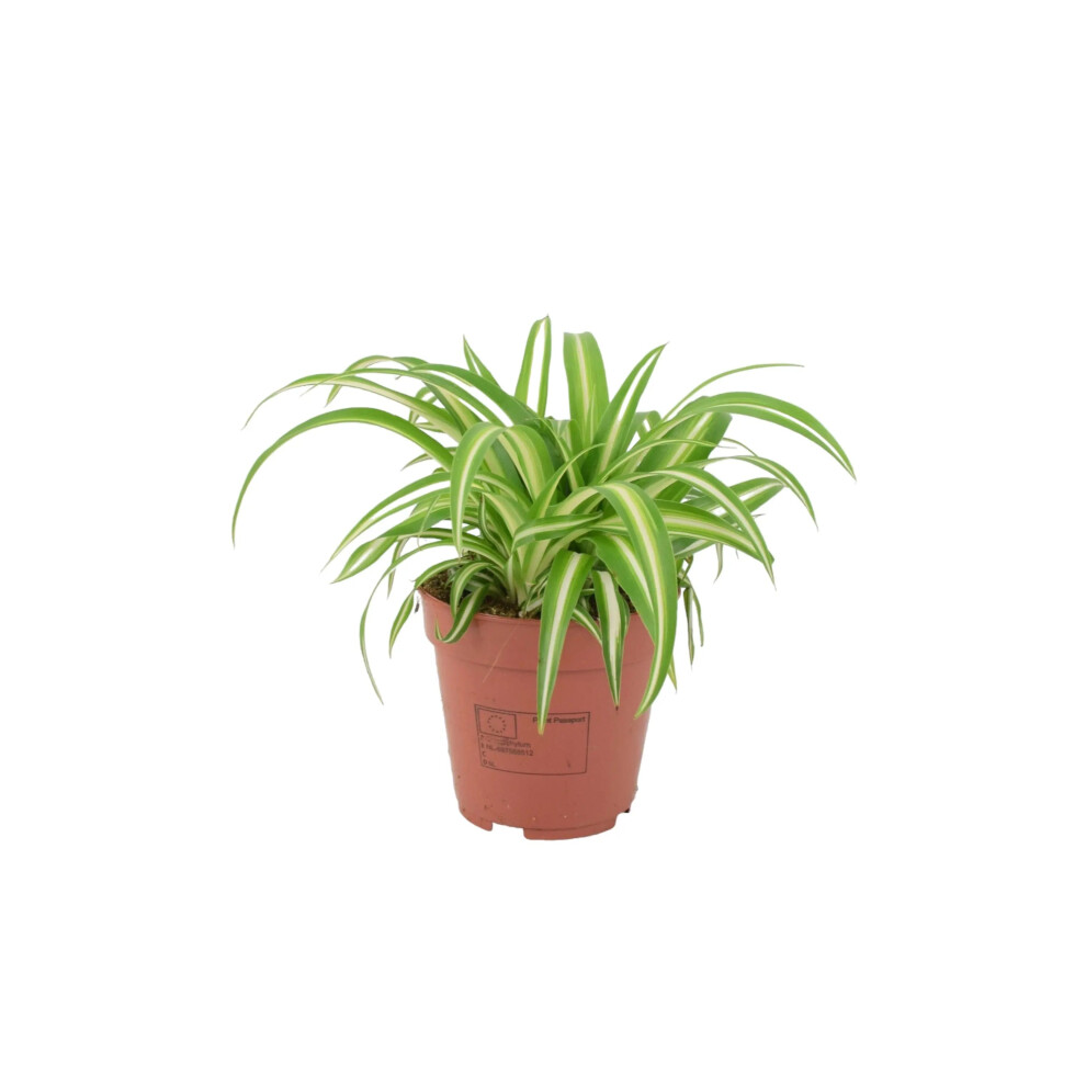 Plants By Post (No Container) Chlorophytum Spider Plant 12Cm - Air Purifying Hanging Basket Plant