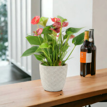 (Concrete Aztec) Anthurium Red Flamingo Flower - Tropical Houseplant in 12cm Pot