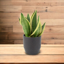 (Ceramic Ewi Anthracite) Sansevieria Superba in 12cm Pot | Air-Purifying Snake Plant for Low Light Spaces