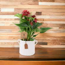(Ceramic White With Handles) Anthurium Red Flamingo Flower - Tropical Houseplant in 12cm Pot