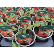 Tomato Roma 9cm x 3 Pots Ideal Plum Tomato Plants for Sauces and Cooking
