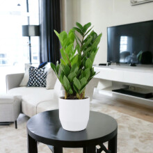 (Ceramic Ewi Dot White) Zamioculcas Zanzibar Gem in 12cm Pot - Ultra Tough Air Purifying Houseplant