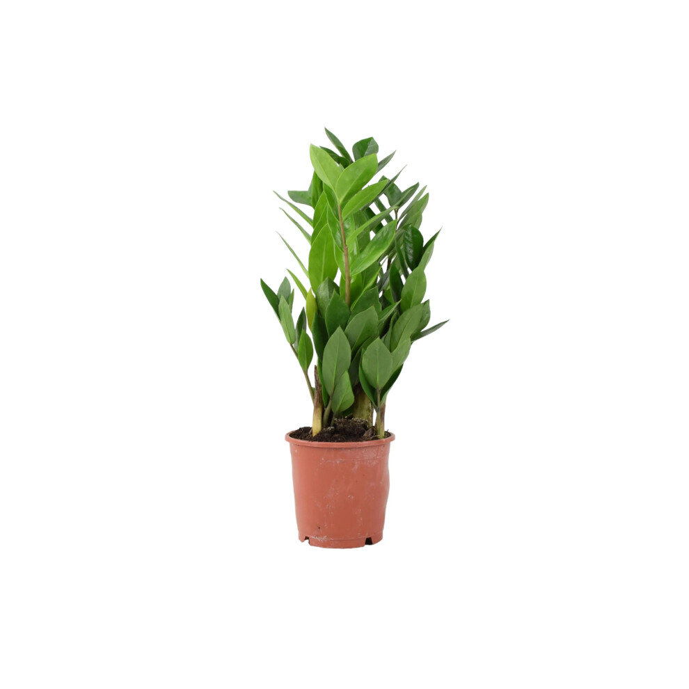 Plants By Post (No Container) Zamioculcas Zanzibar Gem In 12Cm Pot - Ultra Tough Air Purifying Houseplant