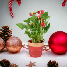 Anthurium Red Flamingo Flower in 12cm Red & Gold Pot - Gift Plant
