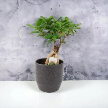 (Ceramic Ewi Dot Anthracite) Ficus Ginseng Bonsai 12cm – Easy Care, Bright Indirect Sunlight Tree