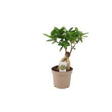 (No Container) Ficus Ginseng Bonsai 12cm – Easy Care, Bright Indirect Sunlight Tree