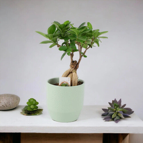 (No Container) Ficus Ginseng Bonsai 12cm – Easy Care, Bright Indirect Sunlight Tree 1