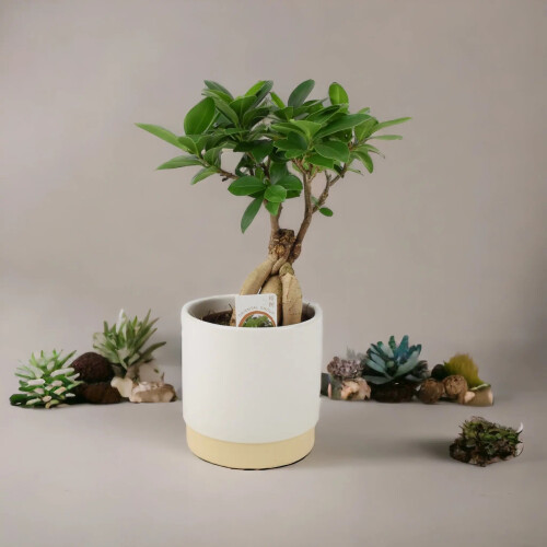 (No Container) Ficus Ginseng Bonsai 12cm – Easy Care, Bright Indirect Sunlight Tree 2
