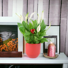 (Ceramic Red With Heart Pick) Peace Lily Plant 12cm - Air Purifying Houseplant Elegant Indoor Plant with White Flowers