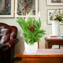 (Ceramic White With Heart Pick) Peace Lily Plant 12cm - Air Purifying Houseplant Elegant Indoor Plant with White Flowers