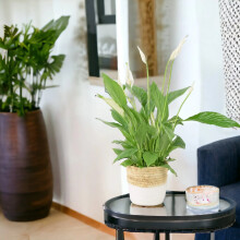 (Basket White Two Tone) Peace Lily Plant 12cm - Air Purifying Houseplant Elegant Indoor Plant with White Flowers