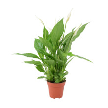 (No Container) Peace Lily Plant 12cm - Air Purifying Houseplant Elegant Indoor Plant with White Flowers