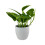 Epipremnum Aureum Devil's Ivy – Indoor Plant in 12cm White Pot 2