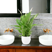 (Ceramic White) Peace Lily Plant 12cm - Air Purifying Houseplant Elegant Indoor Plant with White Flowers