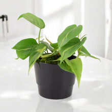 (Ceramic Black) Philodendron Brasil Houseplant – 12cm Pot Easy-Care Trailing Indoor Plant