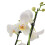 Double Stem White Phalaenopsis Orchid in 12cm Pot 4