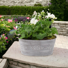 White Geranium in Leafy Vine Metal Trough - Ready Planted