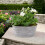 White Geranium in Leafy Vine Metal Trough - Ready Planted 1
