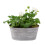 White Geranium in Leafy Vine Metal Trough - Ready Planted 3