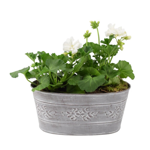 White Geranium in Leafy Vine Metal Trough - Ready Planted 2