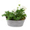White Geranium in Leafy Vine Metal Trough - Ready Planted 4