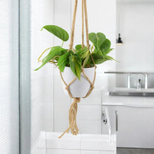 (Hanging Ceramic White Macrame) Philodendron Brasil Houseplant – 12cm Pot Easy-Care Trailing Indoor Plant