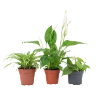 (No Container) Bathroom Houseplant Collection - 3 Air-Purifying Plants for Humid Spaces