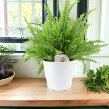 Boston Fern Large In White Ceramic Pot - Air Purifying Houseplant