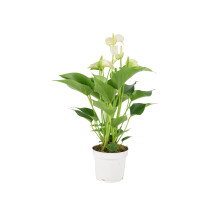 (No Container) Anthurium White – Stunning Flamingo Flower in 12cm Pot Indoor Plant