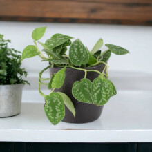 (Ceramic Ewi Dot Green) Epipremnum Pictum Argyraeus – Satin Pothos Trailing Houseplant in 12cm Pot