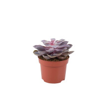(No Container) Echeveria Purple Pearl in 12cm Pot - Stunning Purple Succulent