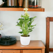 (Ceramic White) Anthurium White – Stunning Flamingo Flower in 12cm Pot Indoor Plant