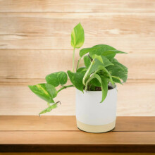(Ceramic Eve Off White) Epipremnum Aureum – Golden Pothos Devil's Ivy Houseplant in 12cm Pot