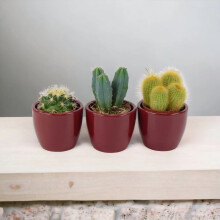 (Ceramic Red) Cactus Mixed 5.5cm x 3 Pots - Easy Care Cacti Collection for Indoor Spaces