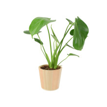 (No Container) Monstera Deliciosa Swiss Cheese Plant in 12cm Pot Easy Care Indoor Plant